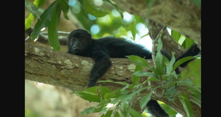 Olas de calor provocaron la muerte de más de 280 monos saraguatos en Tabasco