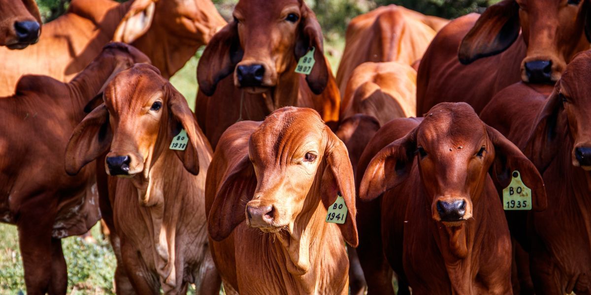 Suspende Estados Unidos la importación de ganado mexicano 15 fías por el gusano barrenador