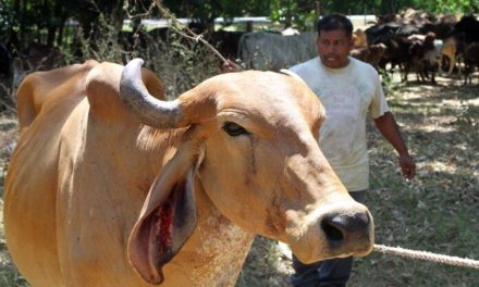 Confirman primer caso de gusano barrenador en Campeche; afecta a mujer de 86 años