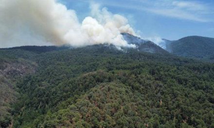 Incendio forestal alcanza  zona núcleo de la mariposa monarca en Michoacán