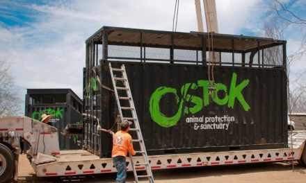 Cierra sus puertas el Santuario Ostok en Culiacán con más de 700 animales rescatados