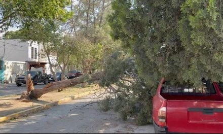 Árbol de gran tamaño cae sobre vehículo en Oceanía Bulevares