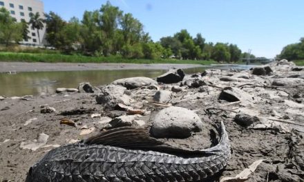 Río Tamazula en Sinaloa se seca; refleja abandono y deterioro ambiental