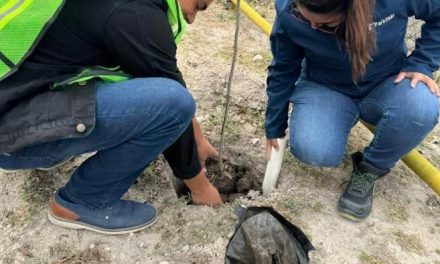 Continúa segunda etapa de reforestación en la región Centro