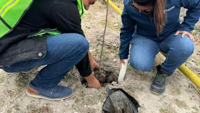 Continúa segunda etapa de reforestación en la región Centro