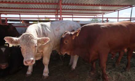 Productores pierden 900 mdp por cierre de frontera al ganado