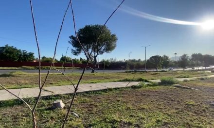 Decenas de árboles claman riego en Saltillo