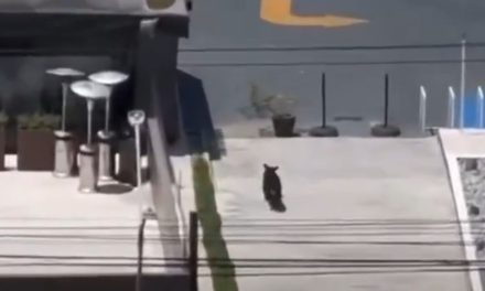 Oso irrumpe en Plaza Tanarah y provoca movilización en San Pedro