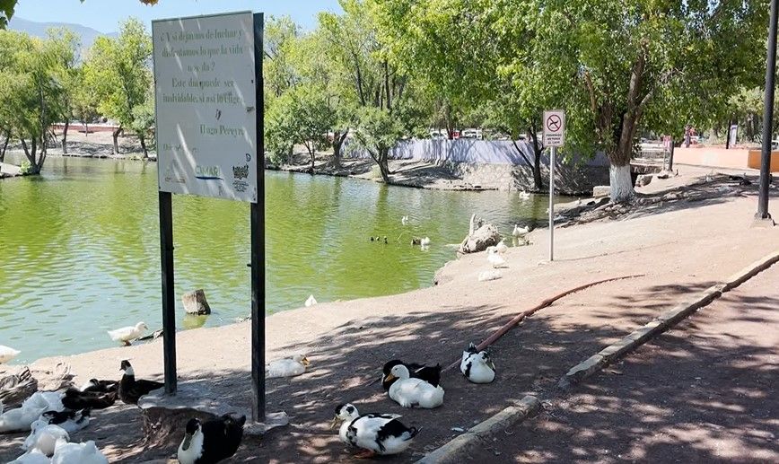Siguen apareciendo patos muertos en el lago de la Ciudad Deportiva