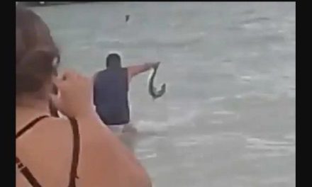 Causa indignación hombre que saca del mar a cría de tiburón martillo en Yucatán