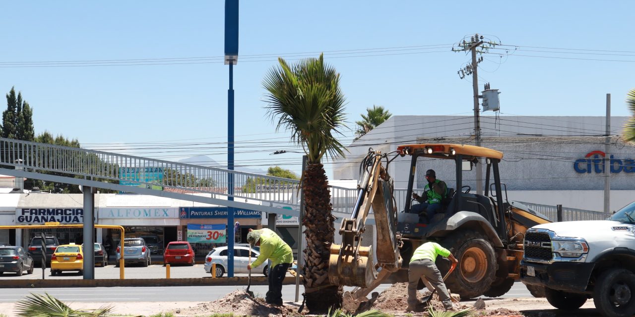 Gobierno de Saltillo reforesta el bulevar Nazario S. Ortiz