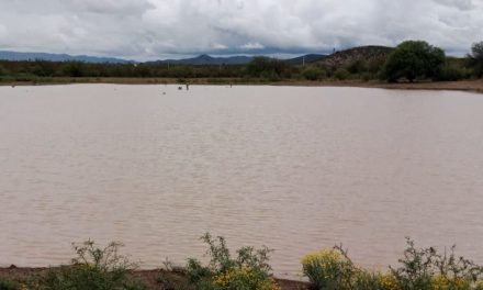 Lluvias benefician al campo saltillense