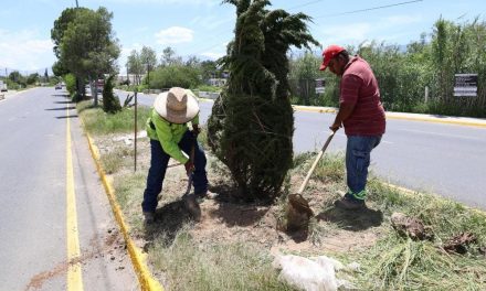 Continúa la reforestación en distintos sectores de Saltillo