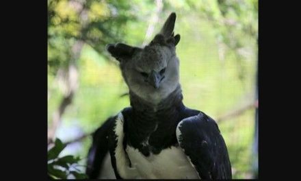 Águila arpía reaparece en la Selva Lacandona tras más de una década sin avistamientos