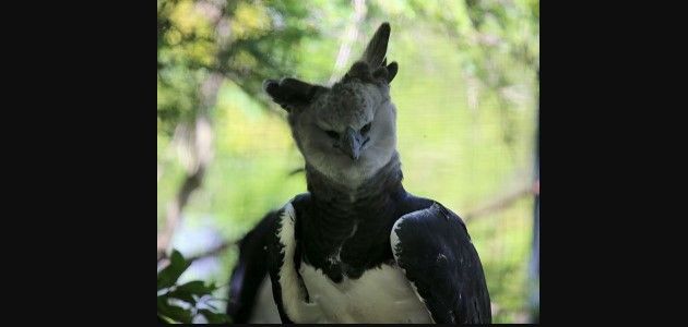 Águila arpía reaparece en la Selva Lacandona tras más de una década sin avistamientos