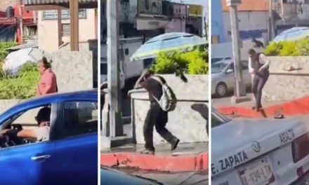 Ave ataca a peatones en Cuernavaca para proteger su nido (video)