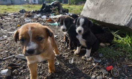 Reforma constitucional en Hidalgo reconoce a los animales como seres sintientes