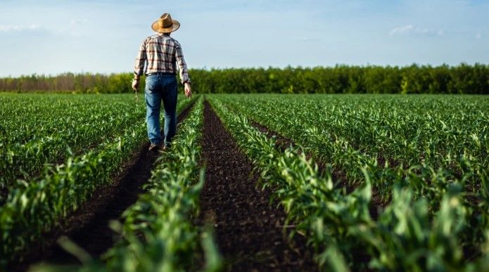Operativos de ICE provocan crisis laboral y pérdidas millonarias en la agricultura de EE. UU.