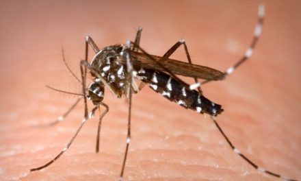 México acumula más de 3 mil 800 casos de dengue en lo que va del 2025