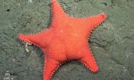¿El fondo de Bikini está en Argentina? Encuentran a ‘Patricio Estrella’ en las profundidades del mar argentino