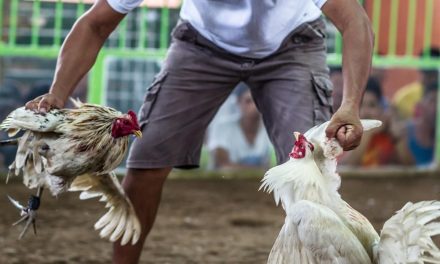 Hombre pierde la vida al ser apuñalado por un gallo de pelea