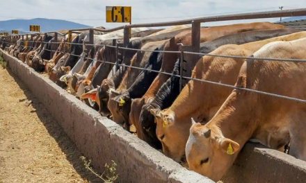 Reporta gobierno 30 casos de Gusano Barrenador en humanos