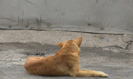 Van ocho decesos por rickettsia, región Sureste la más afectada