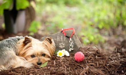 Crecen los servicios funerarios para mascotas en México