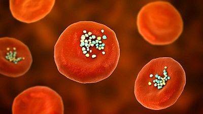 Detectan microplásticos hasta en el semen y los ovarios