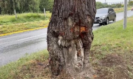 Conductor impacta contra árbol en Nazario Ortiz Garza de Saltillo