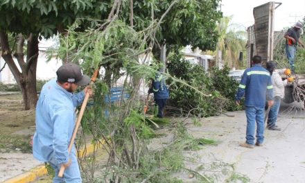Torreón refuerza el cuidado y la poda de árboles con estrategias urbanas