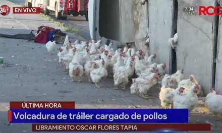 Tráiler cargado de gallinas sufre volcadura en el Libramiento Flores Tapia