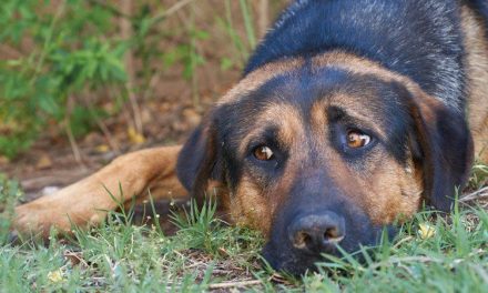 Si no hay un castigo severo al maltrato animal, se va a seguir repitiendo: defensores de animales