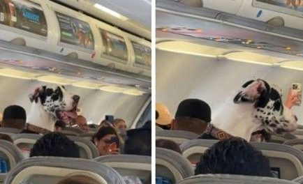 Video: Sorprende Gran Danés ocupando un vuelo a Puerto Vallarta