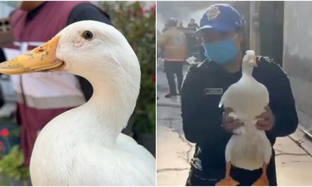 Rescatan a un pato atrapado en bodega en llamas en Iztacalco (Video)