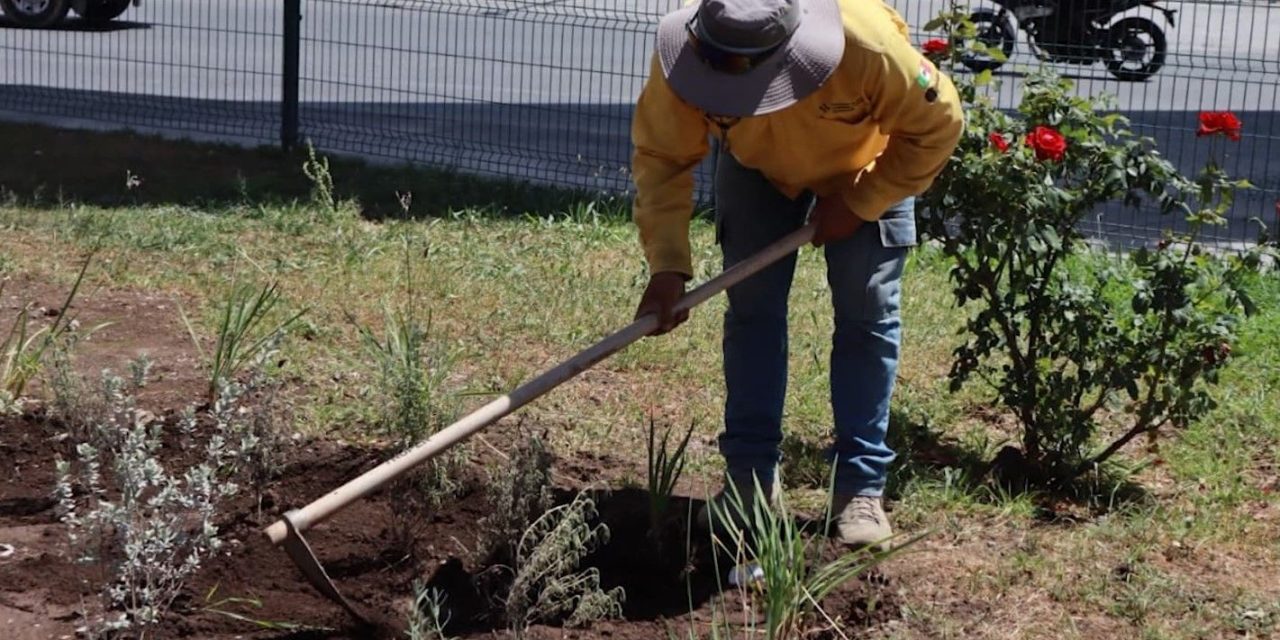 Reforesta e instala Gobierno de Saltillo jardines polinizadores en ‘El Sarape’