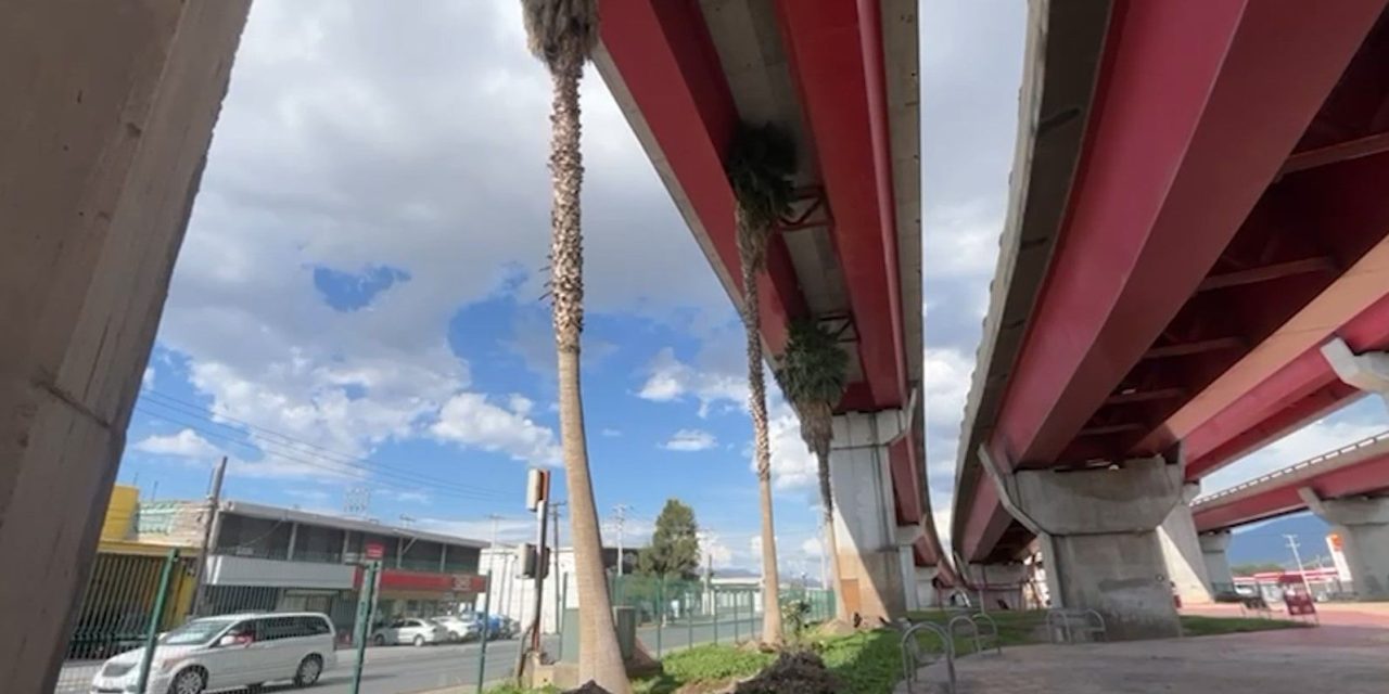 Removerán las palmeras ubicadas en el distribuidor vial El Sarape