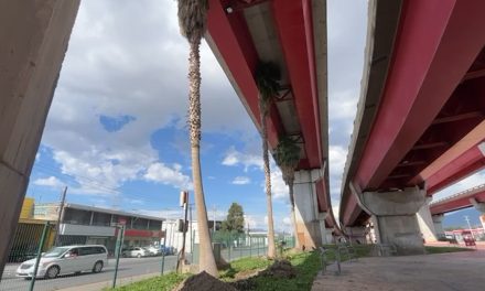 Removerán las palmeras ubicadas en el distribuidor vial El Sarape