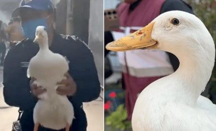 VIDEO: Rescatan a un pato de un incendio en fábrica de peluches en la CDMX
