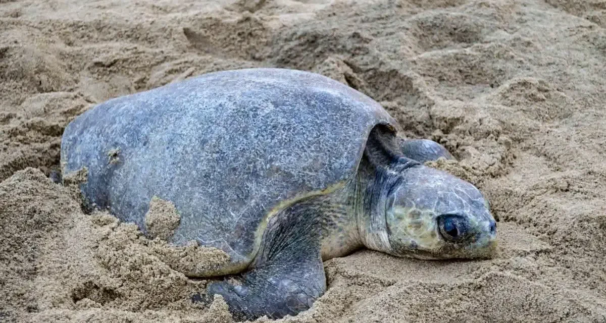 Llegan miles de tortugas antes de lo esperado a costas de Michoacán
