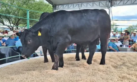 Entregarán mil toros a ganaderos coahuilenses