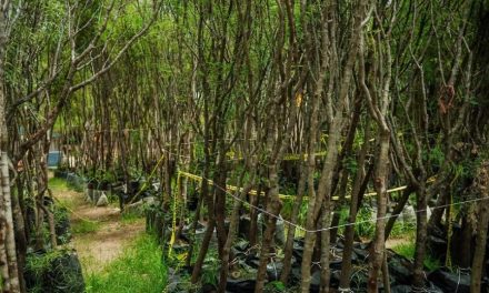Avanza en Torreón plan de arborización con llegada de tres mil nuevos árboles