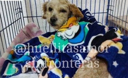 Cereza, la perrita sobreviviente de la explosión en Iztapalapa, pierde a tres de sus cachorros
