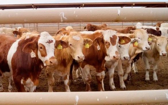 Exportación de ganado mexicano a EU en riesgo hasta 2026 por cierre sanitario