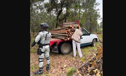 Profepa y Guardia Nacional aseguran más de 2 mil metros cúbicos de madera ilegal en Hidalgo