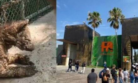 Denuncian a Zoológico La Pastora por presunta negligencia en el cuidado de una osa