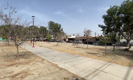 Reforestarán poco más de 50 encinos en el boulevard Colosio al norte de Saltillo