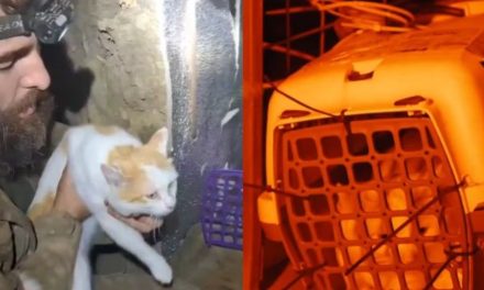 Video: Así rescataron unos soldados ucranianos a un gatito con ayuda de un robot