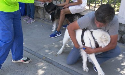 Vacunación y desparasitación gratis cada domingo en la ruta recreativa