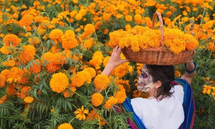 Más allá del altar: La flor de cempasúchil es medicina, insecticida y un símbolo ancestral amenazado